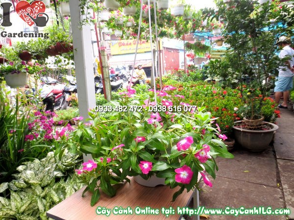 hoa hải đằng treo nhiều màu sắc đẹp