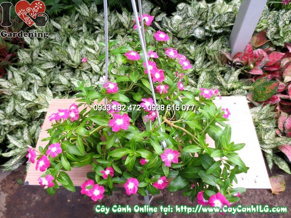 cây hoa hải đằng treo trang trí ban công cửa sổ