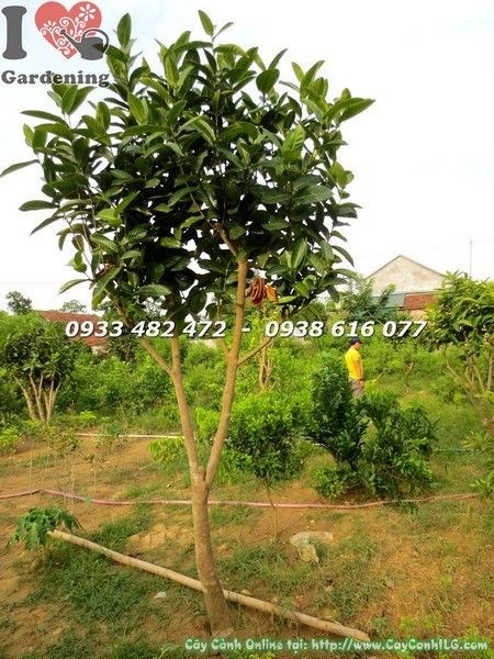 Hoa hải đường nở rực rỡ trên cây cao 2m
