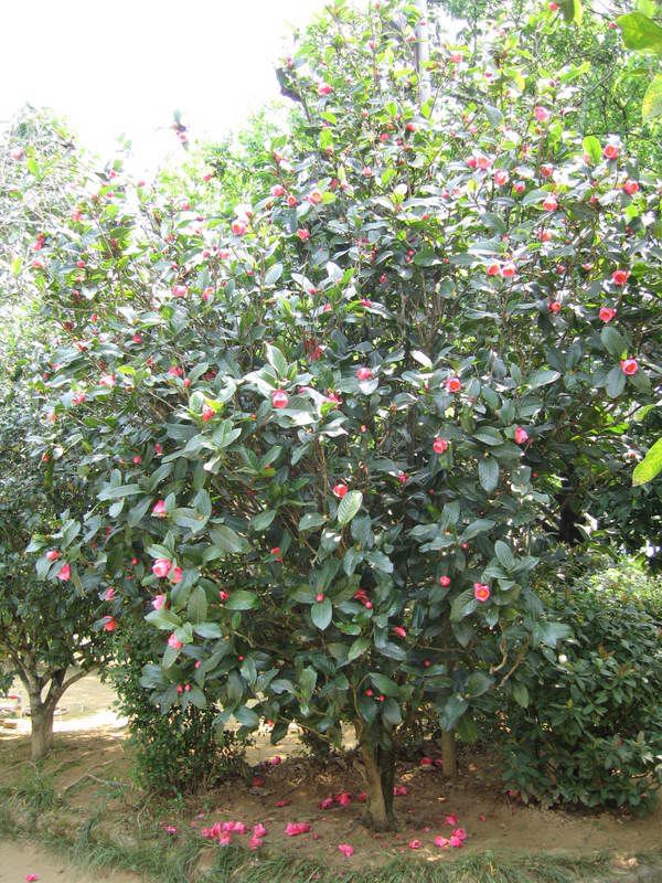 Cây hoa hải đường – hình tham khảo