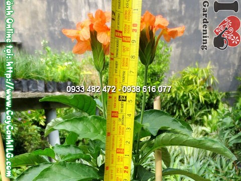 Cây hỏa hoàng cao 30cm trồng khuôn viên sân vườn