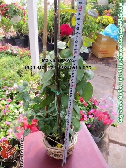 Hoa hồng nhung nở rực tại công trình cảnh quan