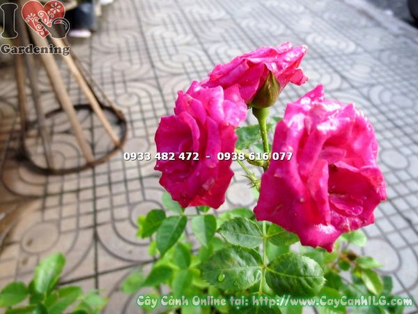 Hướng dẫn chăm sóc cây hoa hồng leo giống cao 45cm