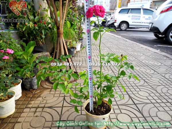 Giàn hoa hồng leo giống phủ đầy hoa đẹp mắt
