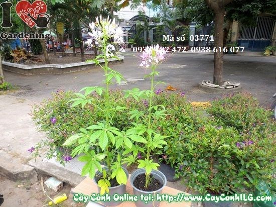 Hoa hồng ri nở bung tua râu mèo trắng tím đặc trưng