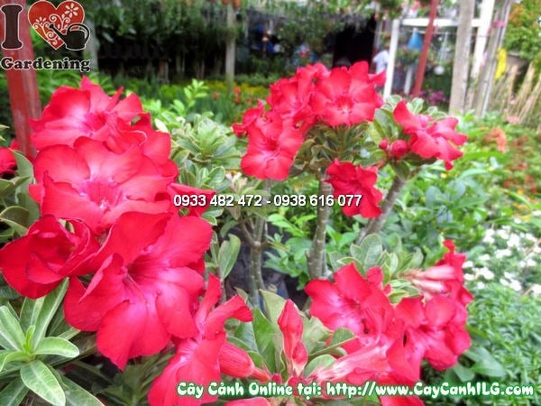 Cây hoa hồng sa mạc cao 45cm sứ thái xuất xứ Thái Lan