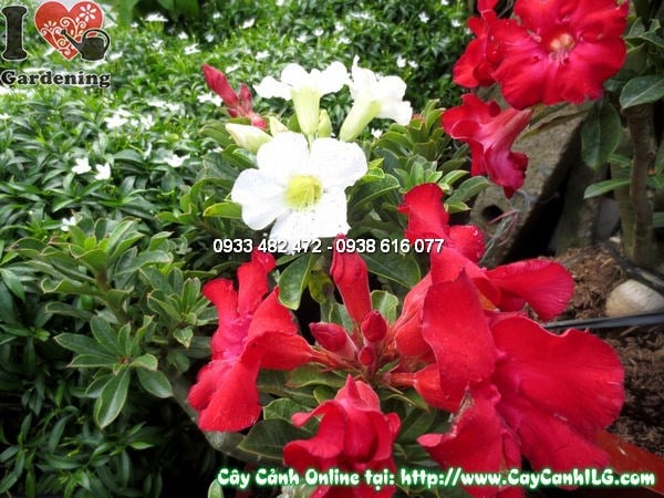 Cây hoa hồng sa mạc 45cm đang ra hoa rực rỡ