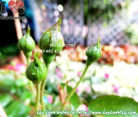 Hoa hồng tỉ muội đỏ trồng chậu sân vườn