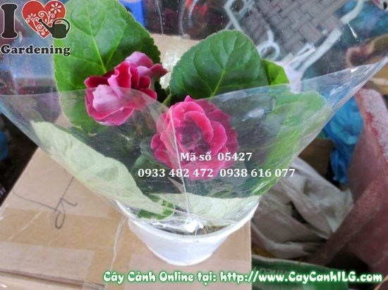 Chăm sóc cây hoa hồng xiêm tử la lan cao 15cm tại nhà