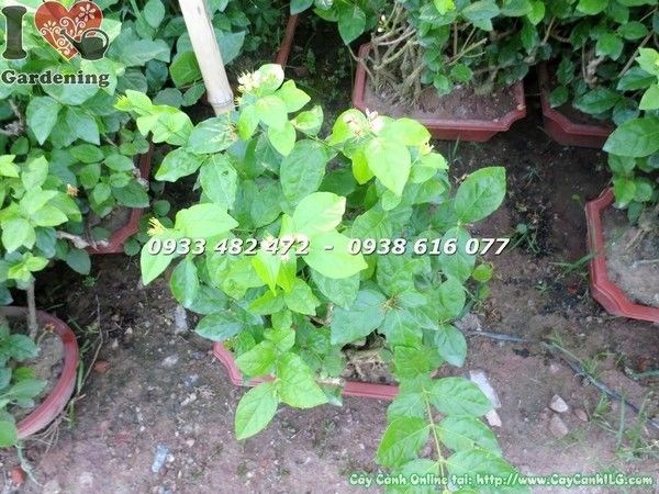 Cây hoa lài ta gốc lớn uống trà - hoa trắng tinh khôi tại vườn ILG