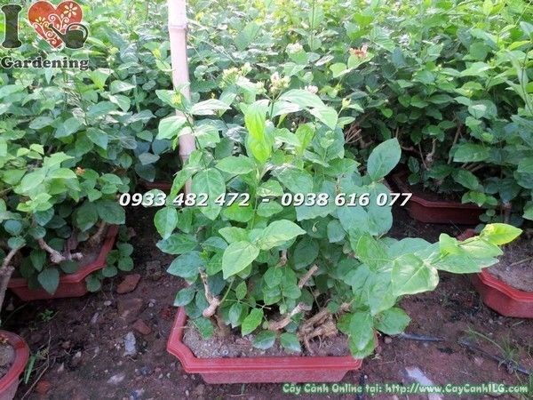 Cây hoa lài ta gốc lớn uống trà - ý nghĩa phong thủy và công dụng