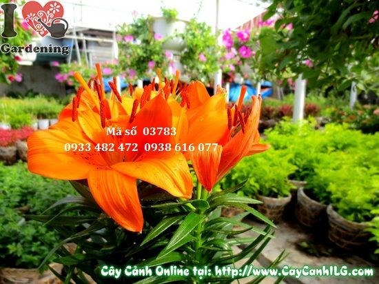 Nhân giống cây hoa ly lá bằng tách bụi