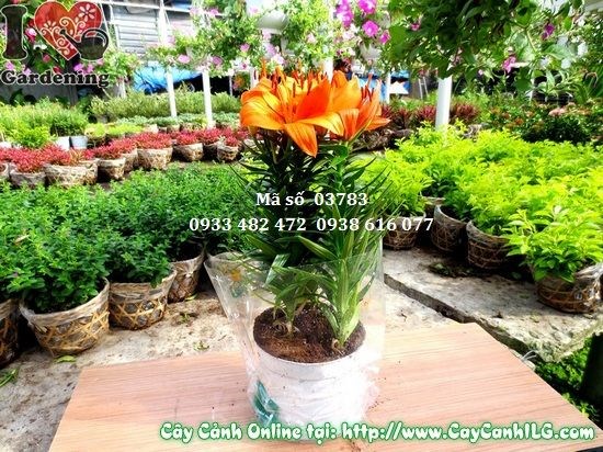 Cây hoa ly lá khỏe mạnh không sâu bệnh