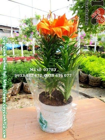 cây hoa ly lá nhỏ ms 03783 hình ảnh thực tế tại vườn ILG