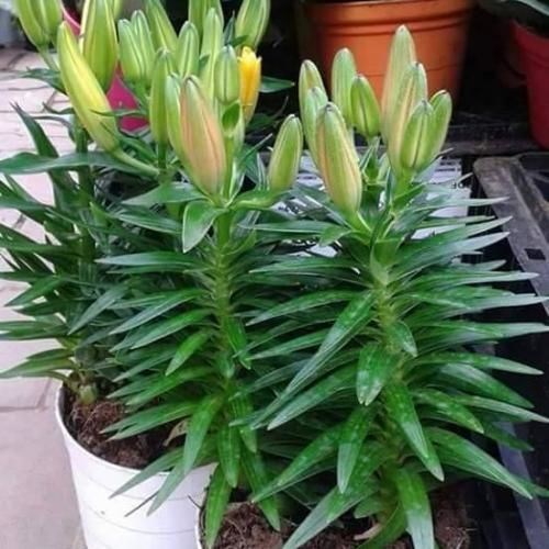 Chi tiết củ giống hoa ly lùn chất lượng cao tại vườn ILG