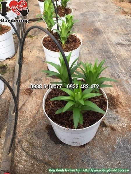 Cây hoa ly lùn giống Ms 24893 – ILG cung cấp sỉ lẻ toàn quốc