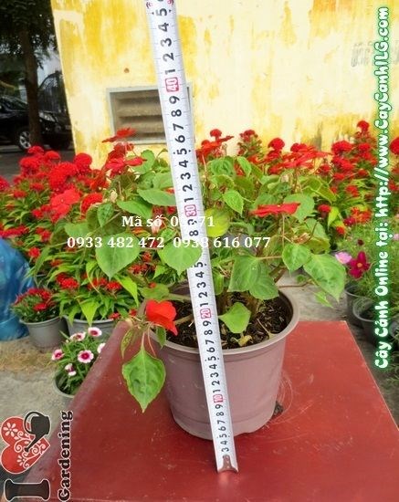 Chi tiết hoa mai địa thảo – cánh hoa mềm mại, màu sắc đa dạng