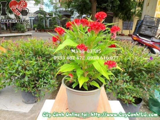 Cây hoa mào gà cao 30cm tại vườn ILG
