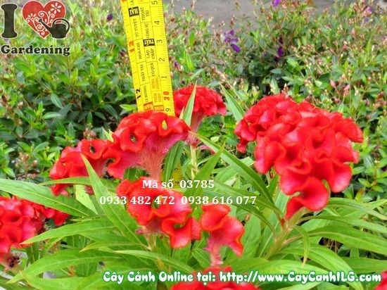 Cây hoa mào gà nhiều giai đoạn phát triển
