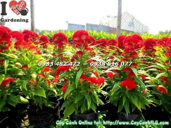 Hoa mào gà nhiều màu sắc trang trí cảnh quan