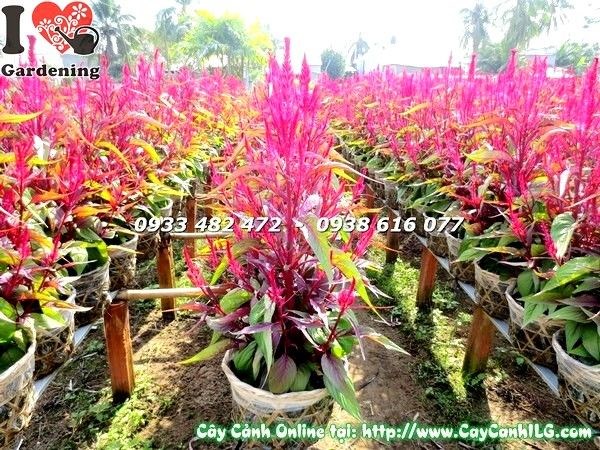 Luống hoa mào gà tím trồng cảnh quan – phù hợp dự án quy mô lớn