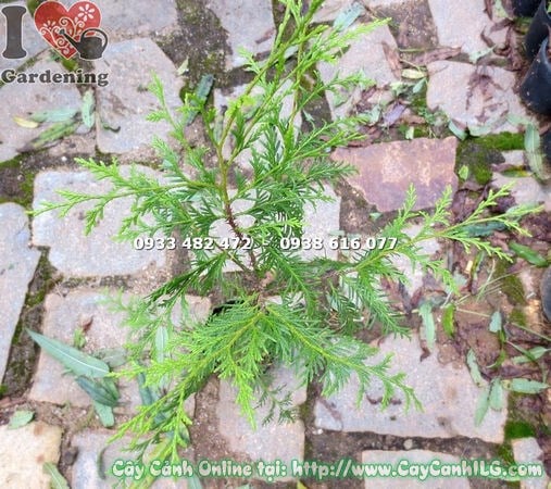 Cây hoàng đàn giống cao 60cm – thân cây khỏe mạnh tại ILG