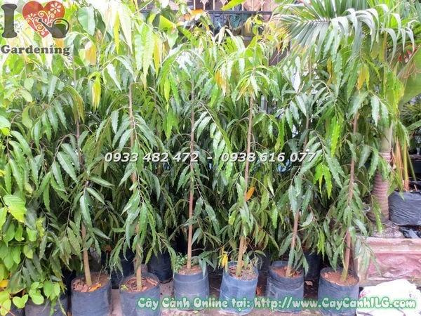 cây hoàng nam cao 1m5 tán tháp thẳng đứng