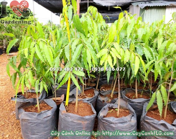 Cây Hoàng Nam xanh tươi – biểu tượng phú quý và bền vững