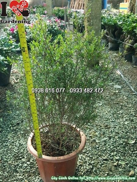 cây hoa nhất chi mai cao 40cm – ILG vườn cây cảnh