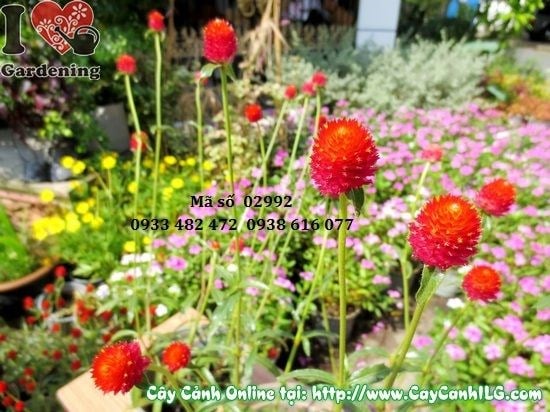 Cây hoa nở ngày đỏ trồng trong chậu trang trí sân vườn