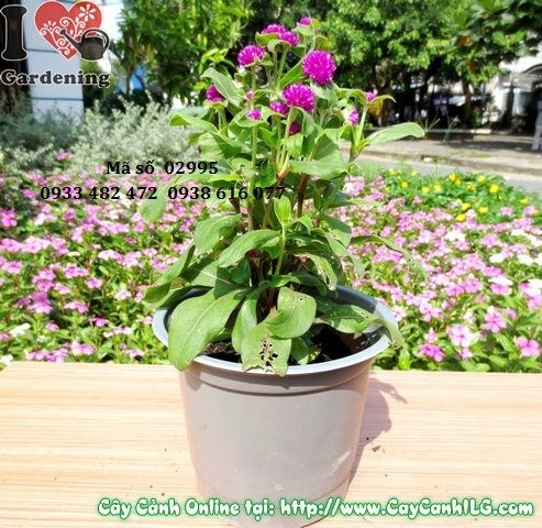 cây hoa nở ngày tím cao 20cm màu tím đẹp
