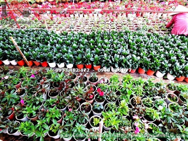 Cây hoa phong lữ màu cam trong chậu – chăm sóc đúng cách ra hoa đẹp