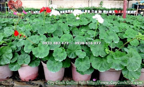 Hoa phong lữ màu cam tươi sắc nét, phù hợp trang trí cảnh quan