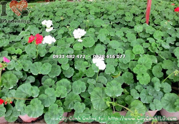 Hoa phong lữ trắng tinh khiết – Ms 16246 tại vườn ILG