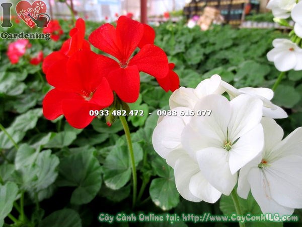 Chùm hoa phong lữ trắng nở đẹp trên cành