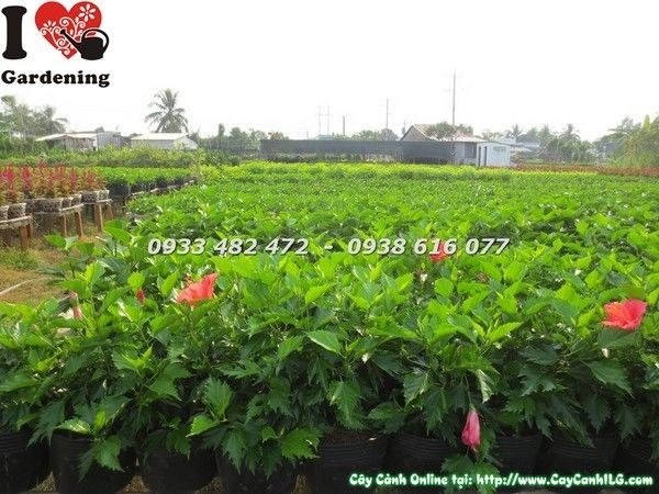 Cây hoa râm bụt được cắt tỉa tạo dáng đẹp