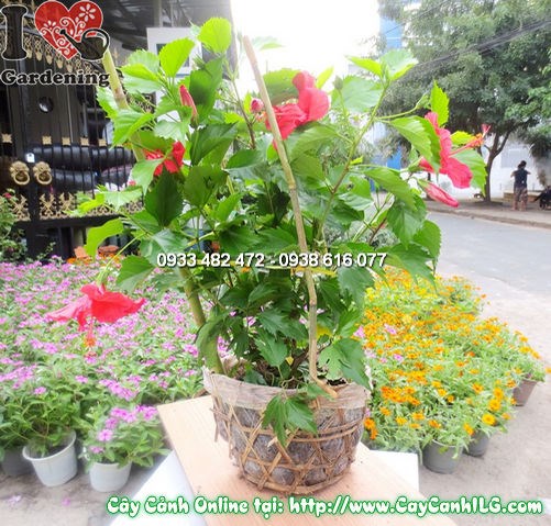 Cây hoa râm bụt làm cảnh quan khuôn viên