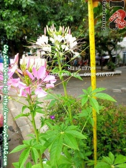Cây hoa râu mèo cao 80cm - Ms 03789 tại vườn ILG