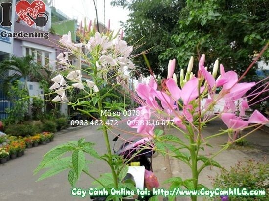 Cây hoa râu mèo trồng cảnh quan sân vườn thương mại