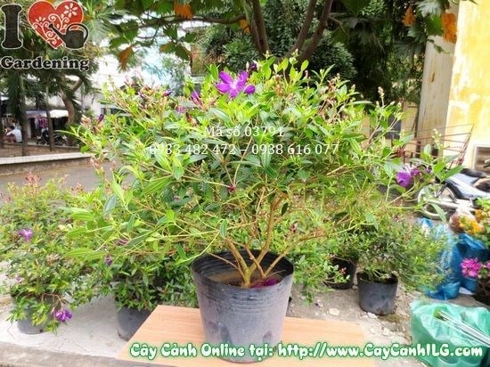 Cây hoa sim tím ưa nắng – trồng ngoài trời ra hoa rực rỡ