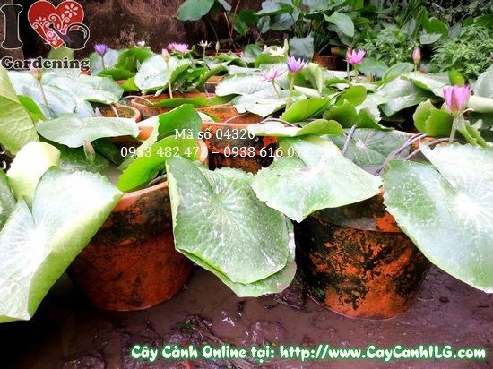 Cây hoa súng 30cm – giống khỏe, lá xanh tươi, sẵn sàng trồng tiểu cảnh nước