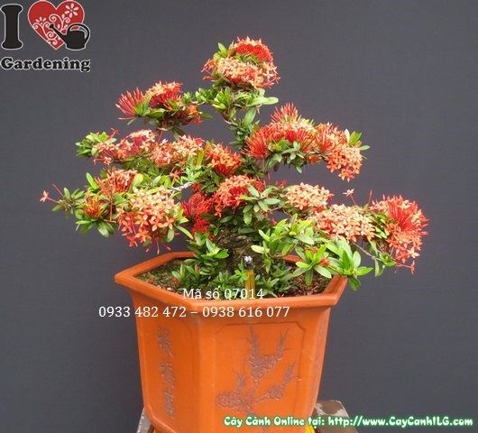 Hướng dẫn cắt tỉa tạo dáng cây hoa trang đỏ bonsai 40cm