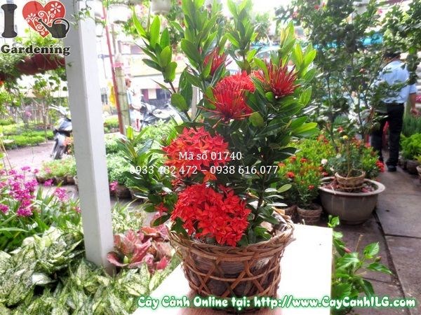 Cây hoa trang đỏ 30cm trồng luống hàng rào - ILG