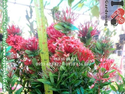Mẹo kích hoa trang đỏ nở đều và đẹp