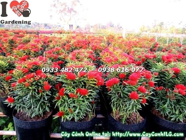 Cây hoa trang kim giống mới hoa đỏ rực rỡ