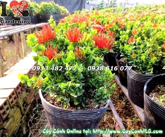 Cây hoa trang lá trái tim trồng ngoại thất – ứng dụng sân vườn, hàng rào