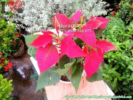 Cây hoa trạng nguyên trang trí không gian Giáng Sinh
