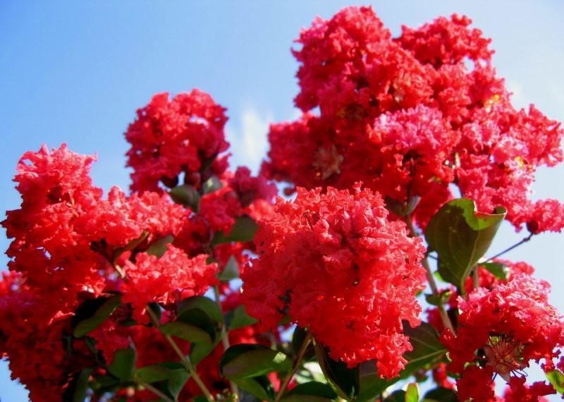 Hoa tường vi đỏ rực rỡ mùa hè - cây công trình ILG