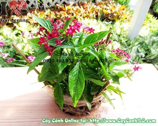 Hoa viễn châu đỏ nở rực rỡ – cây cao 20cm MS 02996