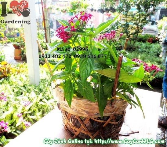 Đặc điểm hoa viễn châu đỏ – lá và chùm hoa ngôi sao